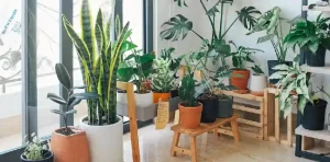How Plants Can Improve Mood, Focus and Indoor Air