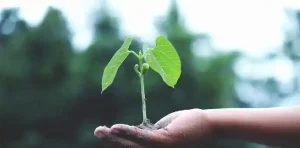Eco Friendly Gardening: Small Steps That Make a Big Impact