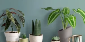 How to Choose the Perfect Plant for Your Space in South Brisbane